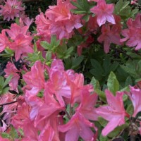 Kevadvaheaeg 13.04.-19.04